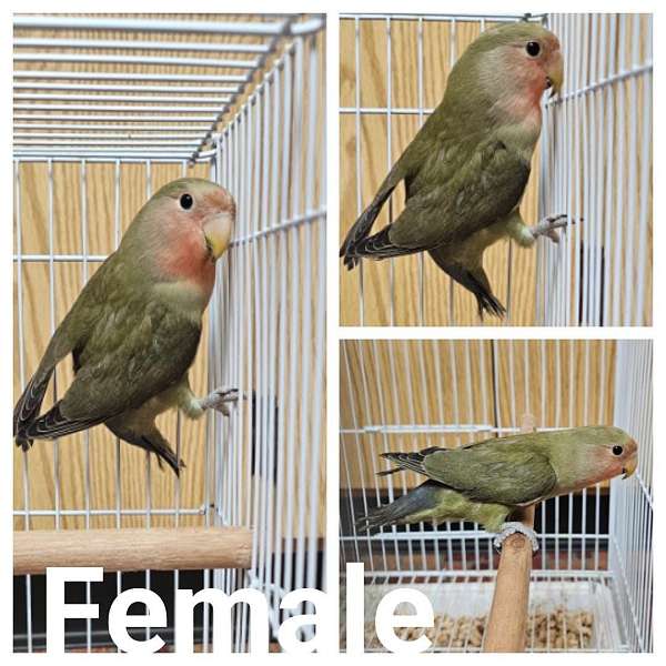 peach-faced-lovebird-for-sale