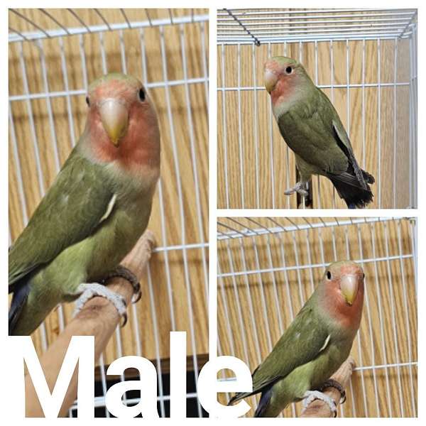 peach-faced-lovebird-for-sale