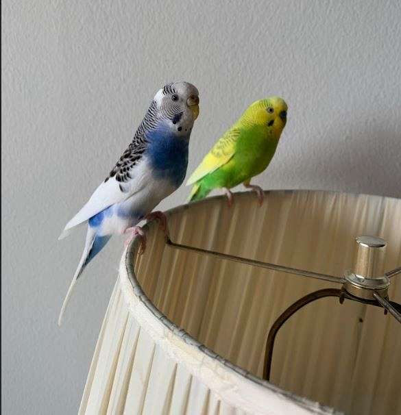 parakeet-for-sale