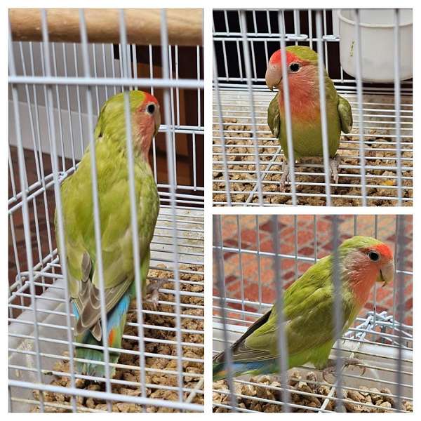 peach-faced-lovebird-for-sale