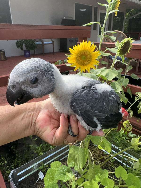 congo-african-grey-parrot-for-sale-in-naples-fl