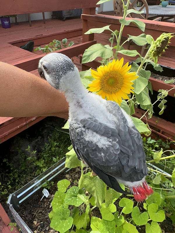 congo-african-grey-parrot-for-sale