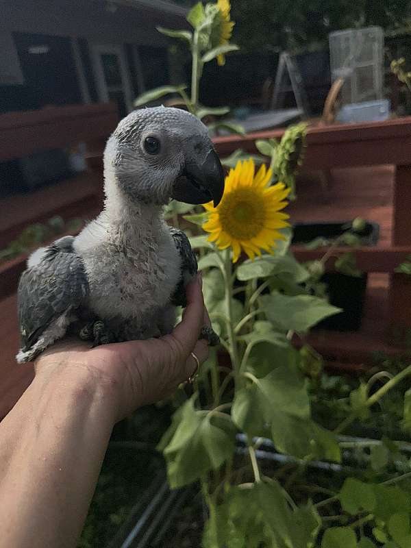 baby-congo-african-grey-parrot-for-sale