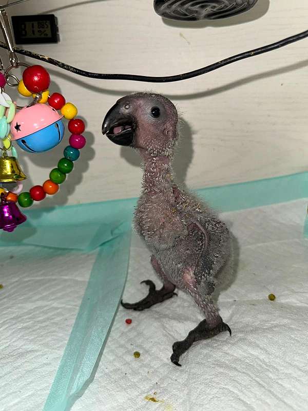 congo-african-grey-parrot-for-sale-in-naples-fl