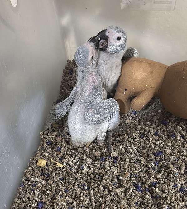 congo-african-grey-parrot-for-sale-in-naples-fl