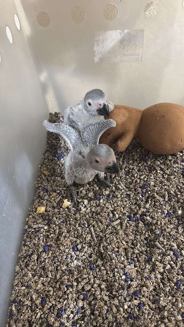 congo-african-grey-parrot-for-sale