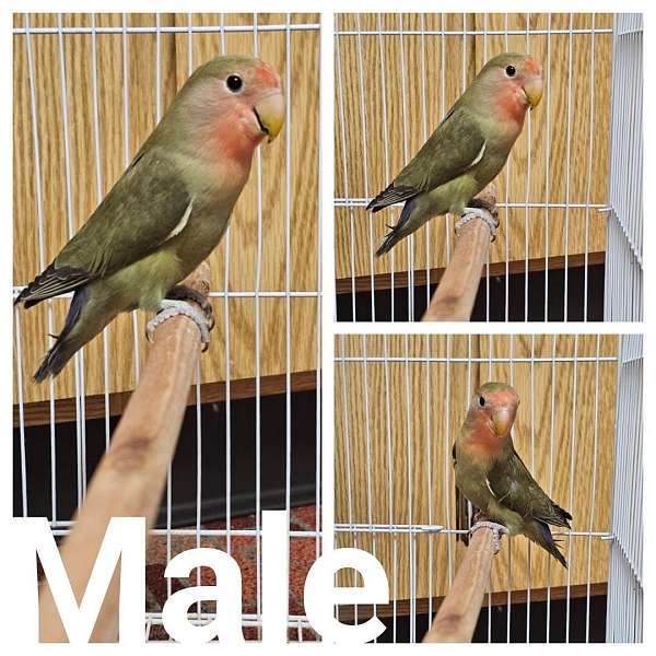 peach-faced-lovebird-for-sale