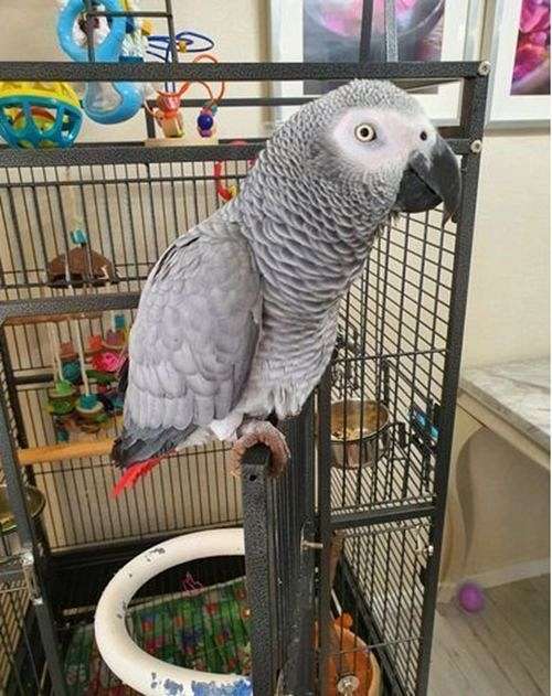 senegal-poicephalus-parrots-for-sale-in-honolulu-hi