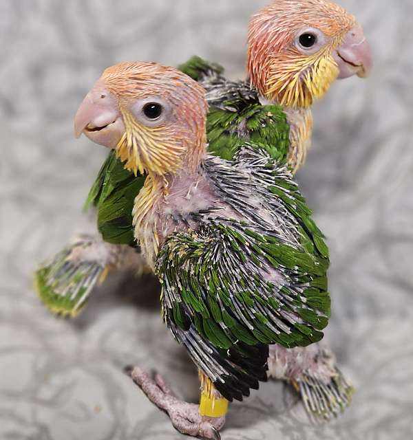 white-bellied-caique-for-sale