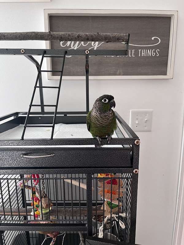 green-cheek-conure-for-sale-in-hanover-pa