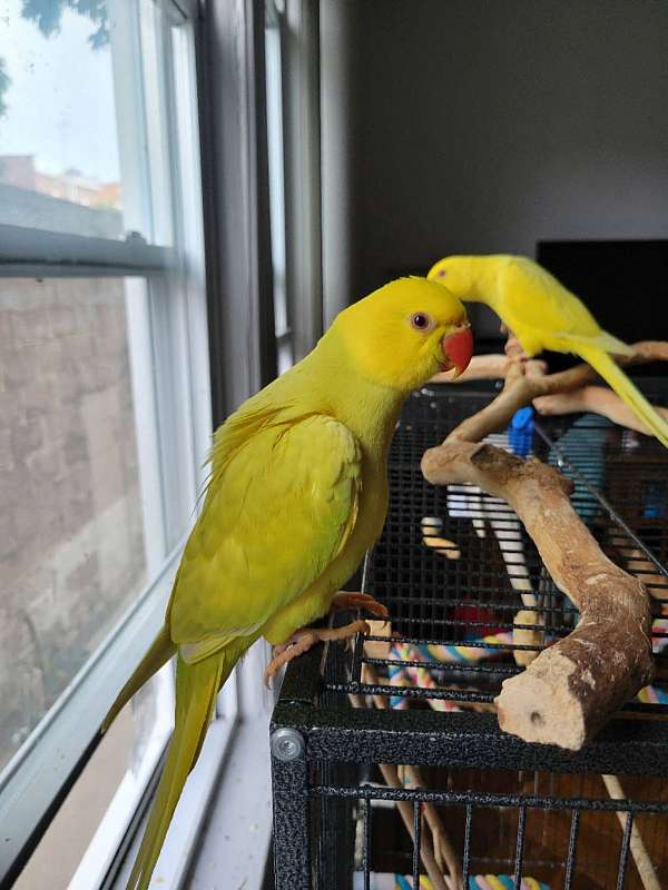 Yellow Ringneck Babies