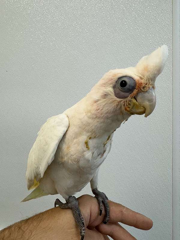 bare-eye-cockatoo-for-sale