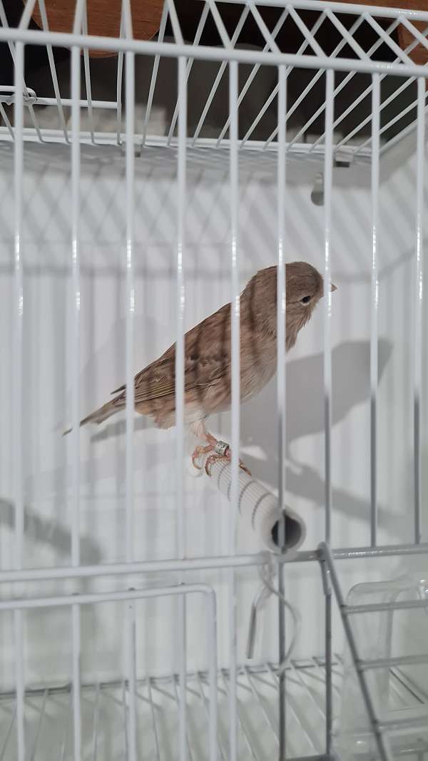 brown-white-canary-for-sale