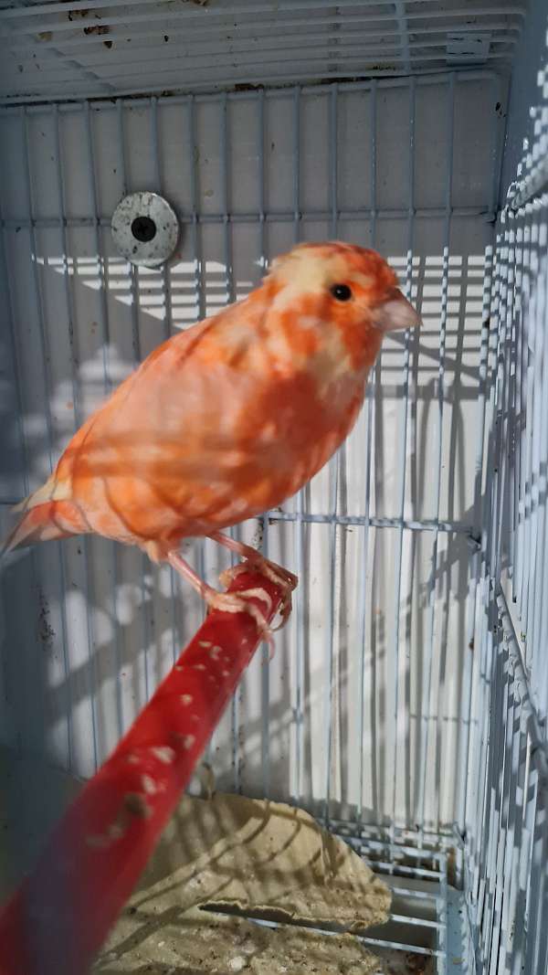 canary-for-sale