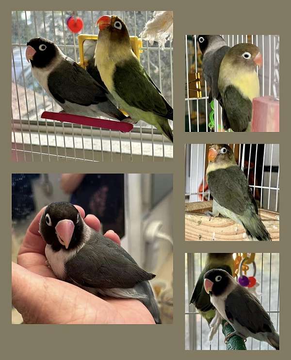 lovebird-for-sale