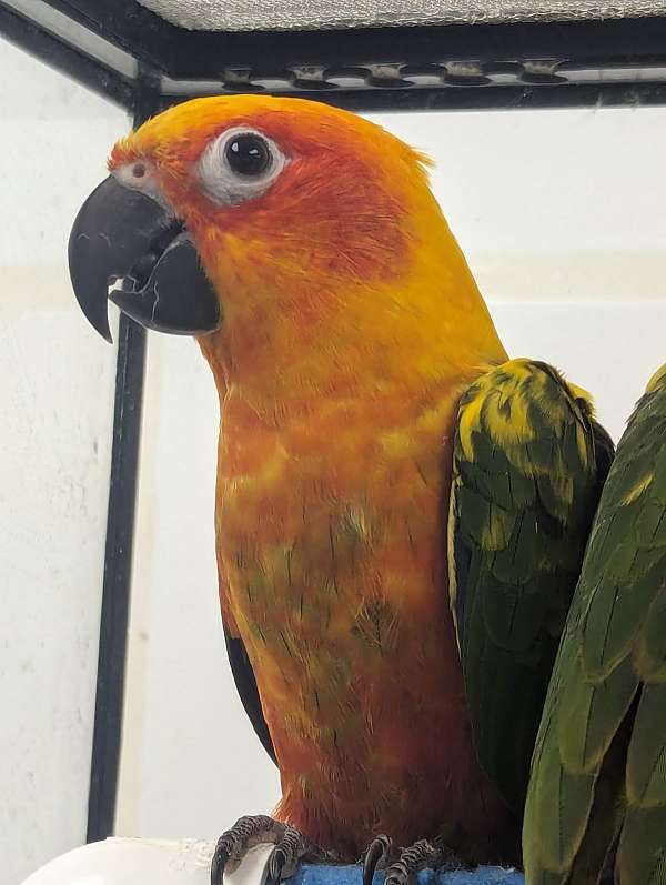 sun-conure-for-sale