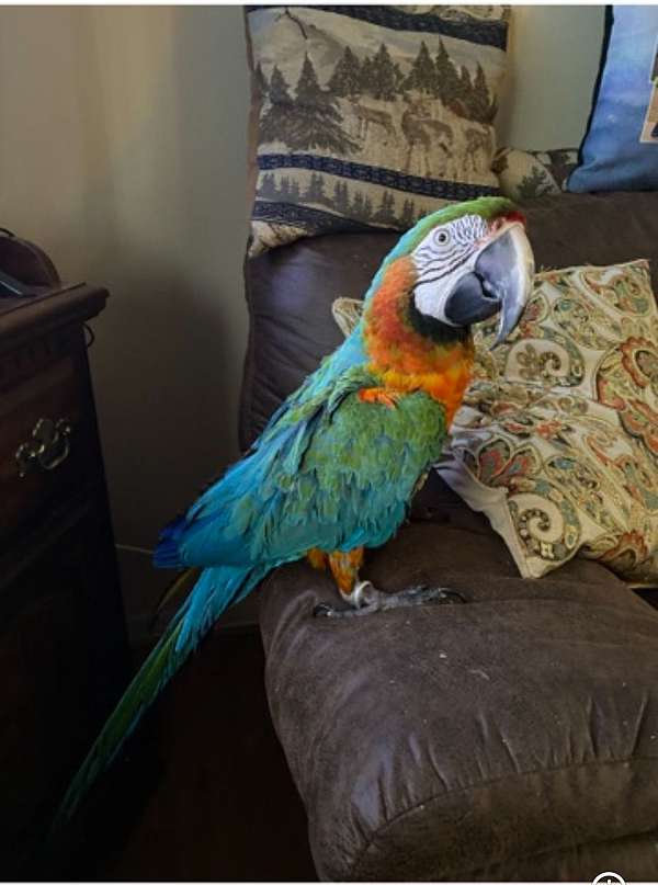 macaw-for-sale