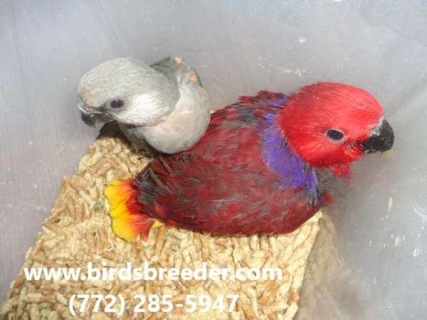 vosmaeri-eclectus-parrots-for-sale