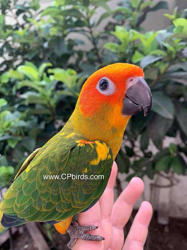 conure-for-sale-in-south-daytona-fl