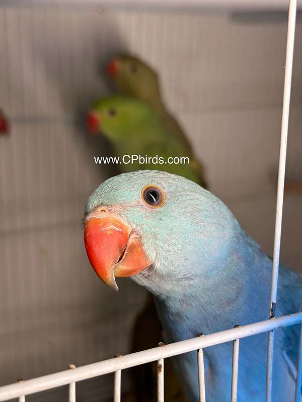 tame-bird-for-sale-in-south-daytona-fl