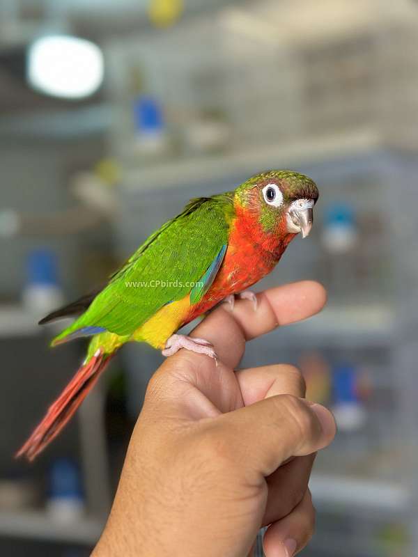 green-cheek-conure-for-sale-in-south-daytona-fl