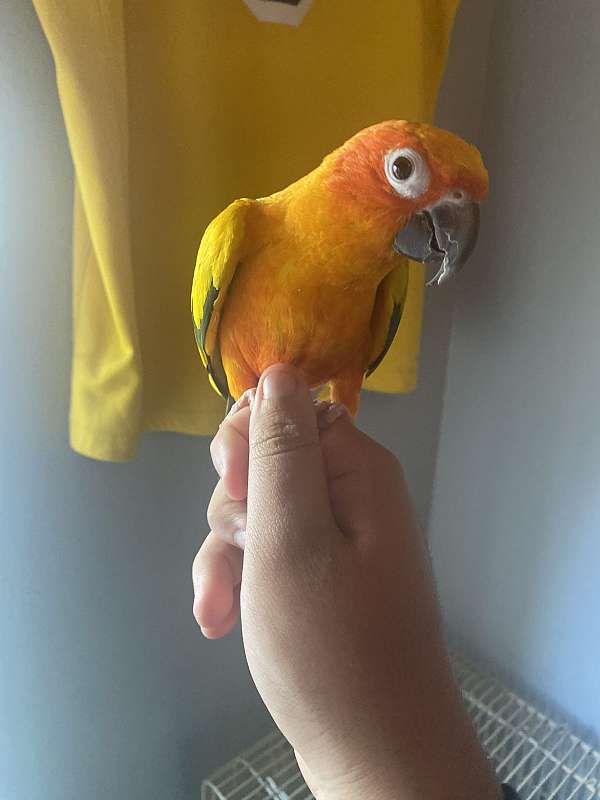 sun-conure-for-sale