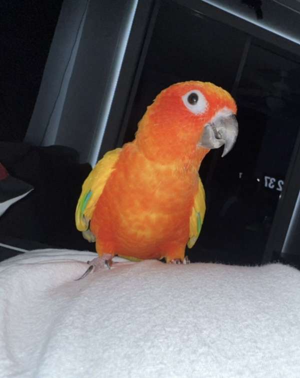 sun-conure-for-sale-in-roanoke-va