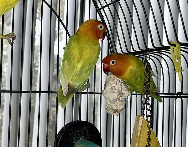 conure-lovebird-for-sale-in-san-diego-ca