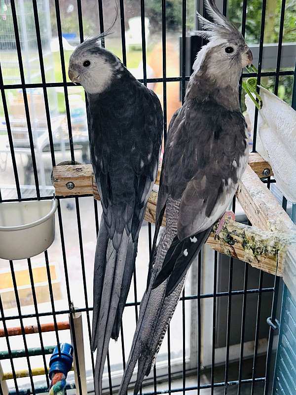 Lovely pair Whiteface cockatiels