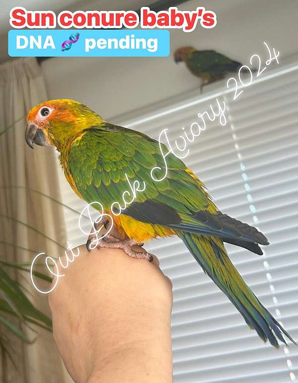 sun-conure-for-sale-in-cynthiana-ky