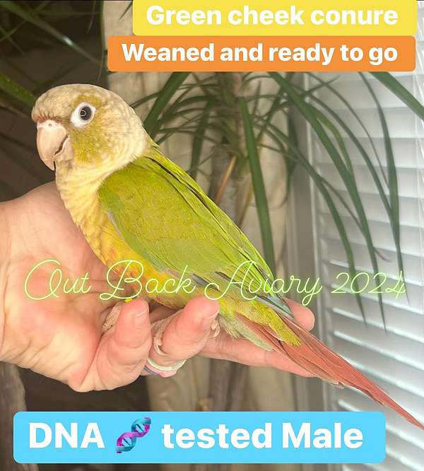 green-cheek-conure-for-sale