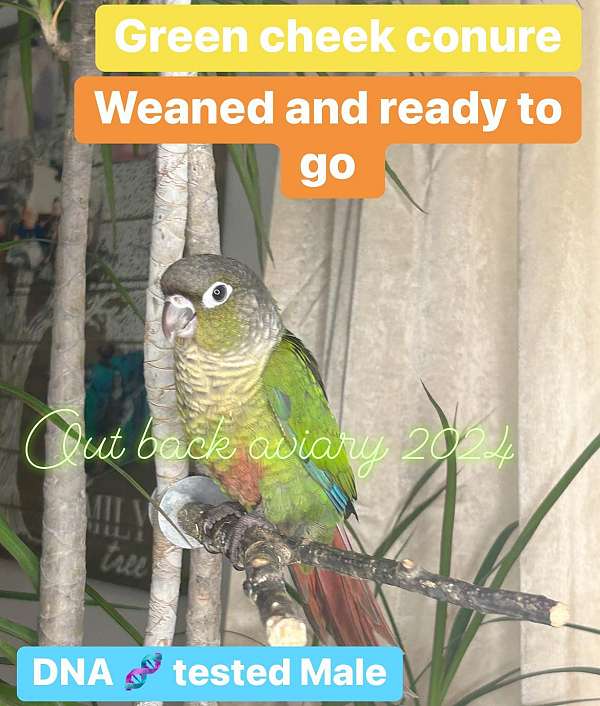 green-cheek-conure-for-sale