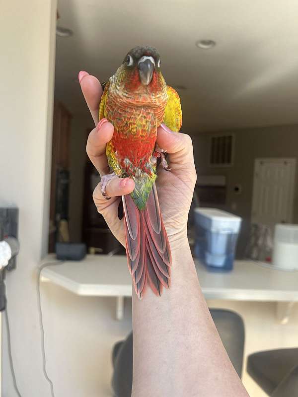 green-cheek-conure-for-sale