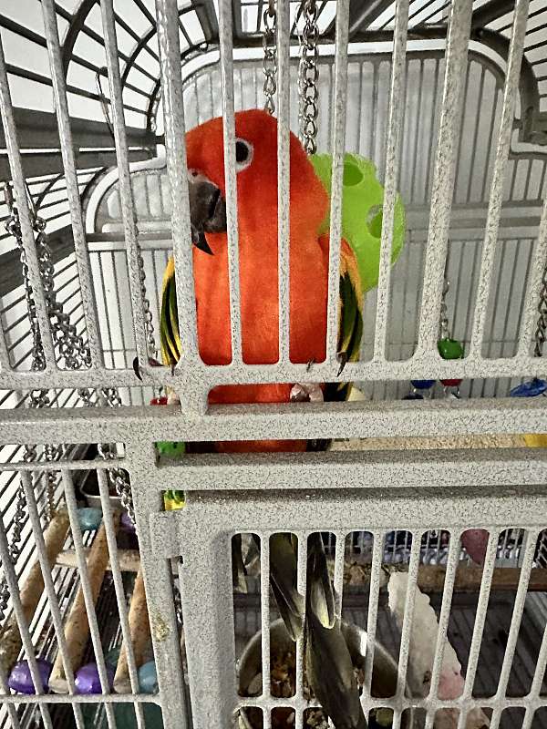 conure-for-sale-in-merritt-island-fl