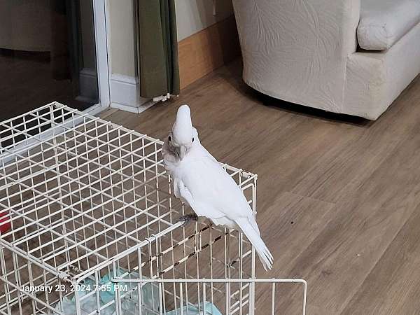 goffin-cockatoo-for-sale