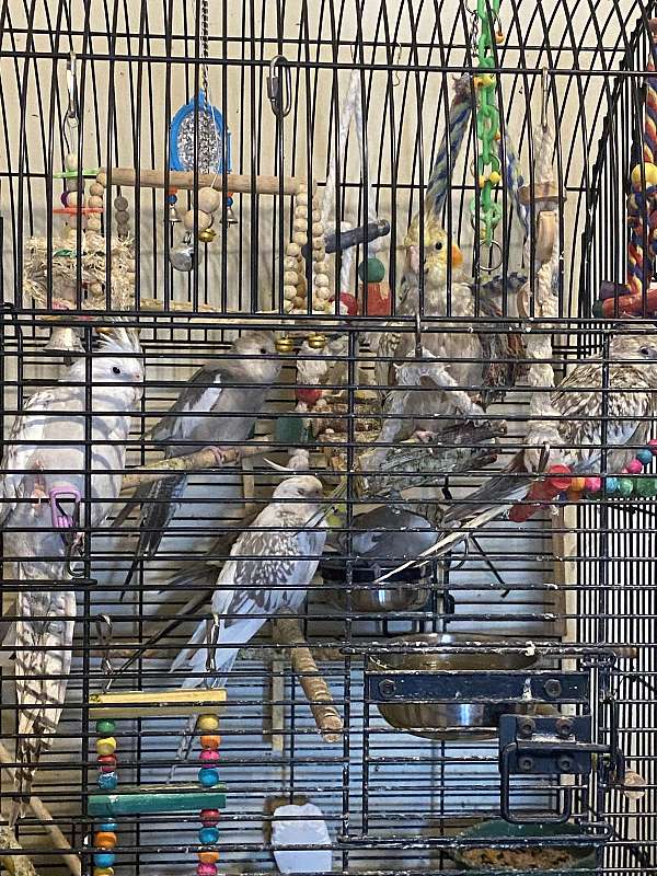 cockatiel-for-sale