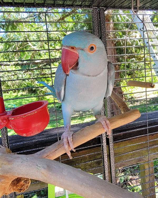 ringneck-parakeet-for-sale-in-concrete-wa