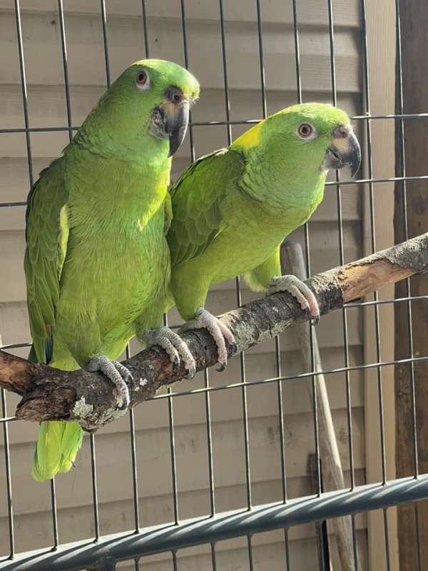 yellow-naped-amazon-parrot-for-sale-in-brooksville-fl