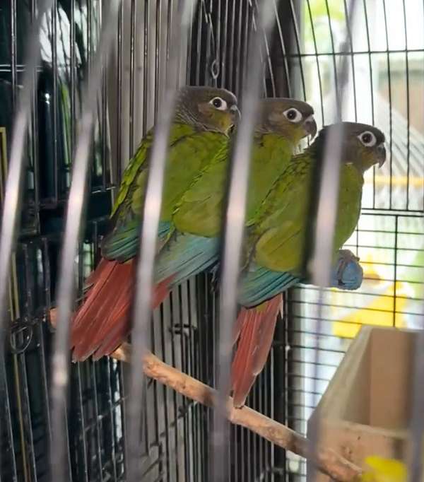 conure-for-sale-in-spring-tx