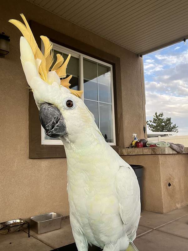 adult-bird-for-sale-in-shasta-lakes-ca