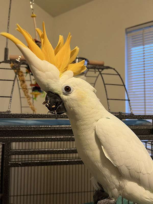 cockatoo-for-sale-in-shasta-lakes-ca