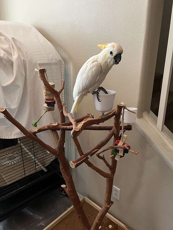 female-bird-for-sale-in-shasta-lakes-ca