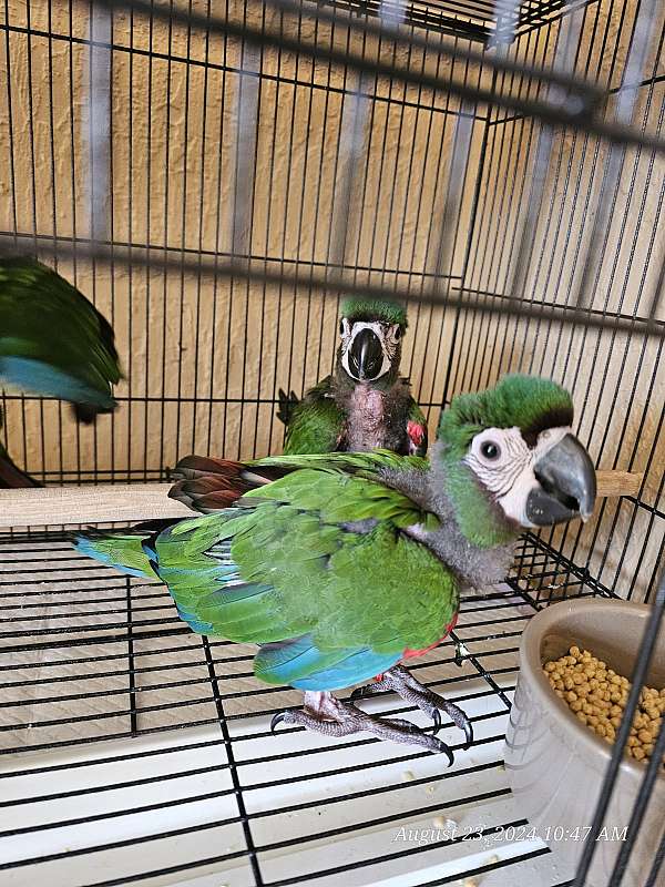 severe-macaw-for-sale-in-homestead-fl