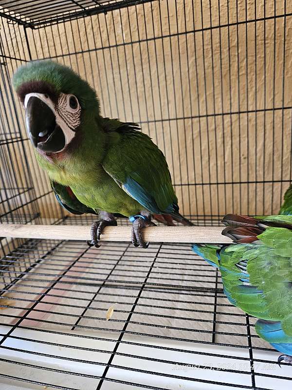 severe-macaw-for-sale