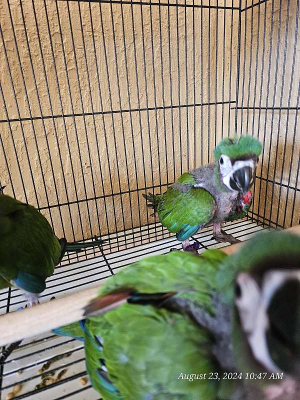 medium-severe-macaw-for-sale