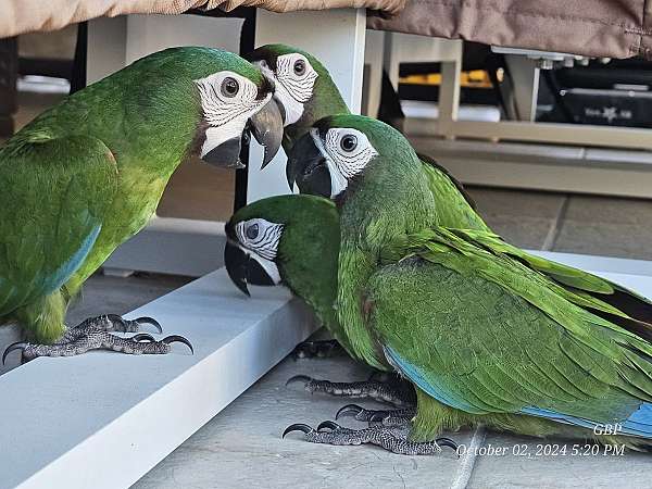 severe-macaw-for-sale