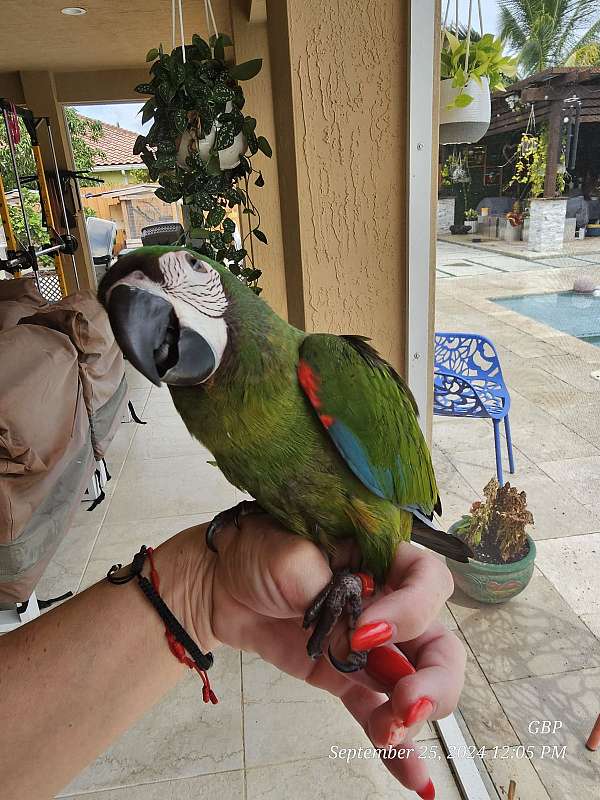 medium-severe-macaw-for-sale