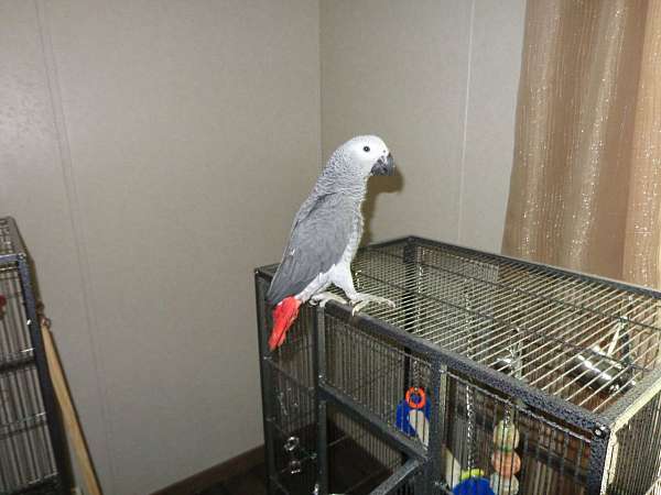 congo-african-grey-parrot-for-sale-in-montevallo-al