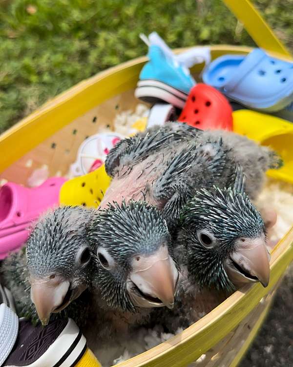 blue-crown-conure-for-sale-in-longwood-fl