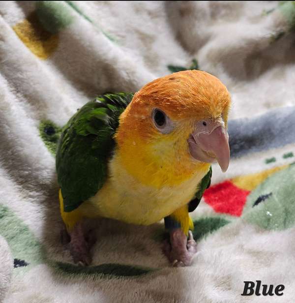 handfed-pet-caique-white-bellied-caique-for-sale